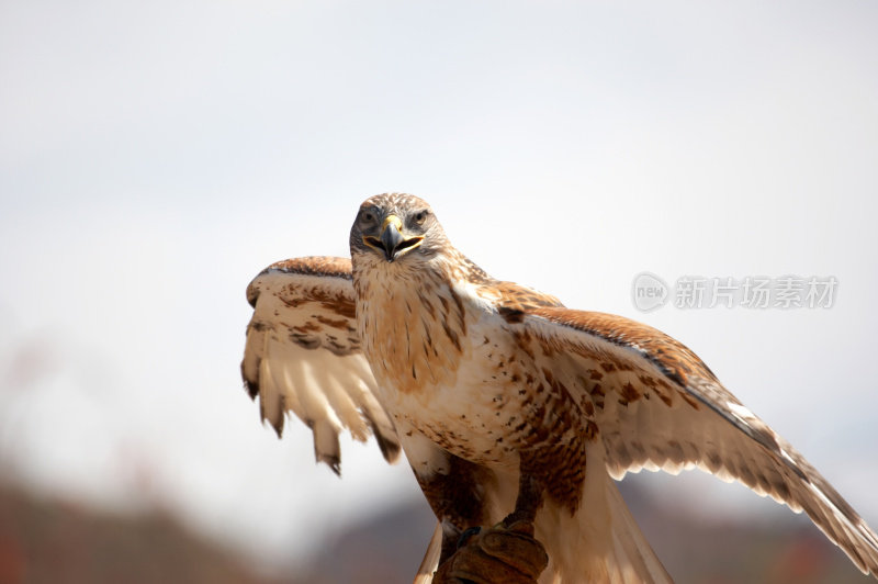 Ferrungous Hawk在亚利桑那沙漠